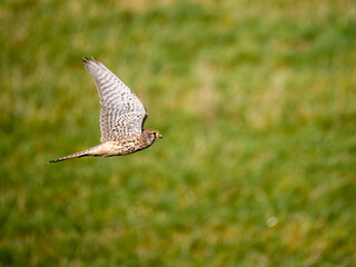 Turmfalke (Falco tinnunculus)