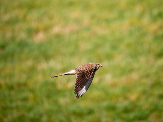 Turmfalke (Falco tinnunculus)