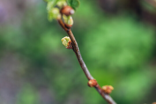 Damaged injured by cecidophyopsis ribis of young leaf bud of currant bush branch. Blackcurrant gall mite