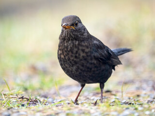 Amsel (Turdus merula)