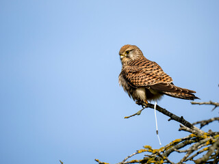 Turmfalke (Falco tinnunculus)