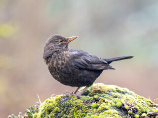 Amsel (Turdus merula)