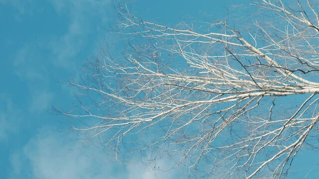 Peaceful and minimalist scene of a tree's bare branches under an open blue sky