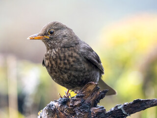 Amsel (Turdus merula)