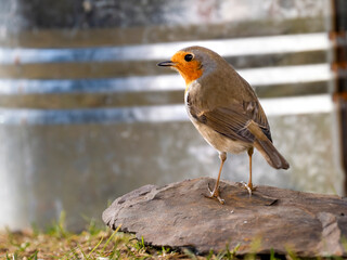 Rotkehlchen (Erithacus rubecula)