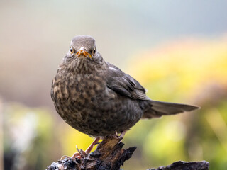 Amsel (Turdus merula)