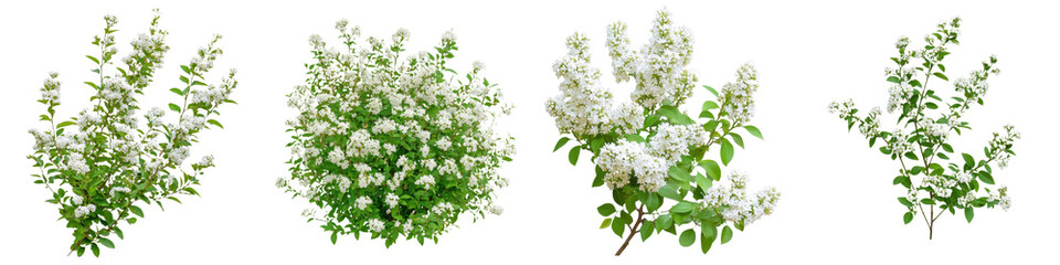 White flowering shrubs showcasing vibrant blossoms and green foliage during springtime in a sunny garden