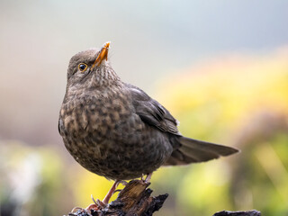 Amsel (Turdus merula)