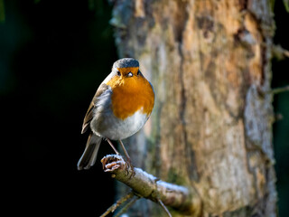Rotkehlchen (Erithacus rubecula)