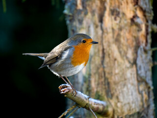 Obraz premium Rotkehlchen&nbsp;(Erithacus rubecula)