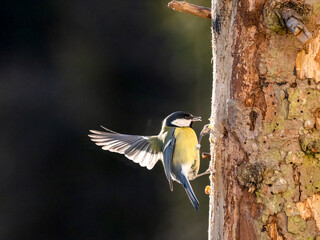  Kohlmeise (Parus major)