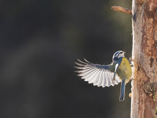 Blaumeise (Cyanistes caeruleu)
