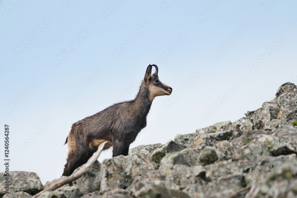 Sticker A chamois stands on the stone hill. Wildlife scene with a chamois.  Rupicapra rupicapra
