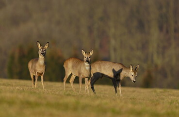A herd of roe deer graze on the meadow. Wildlife scene with a herd of deer. Capreolus capreolus