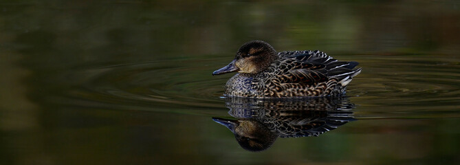 Krickente - Weibchen // Eurasian teal - female (Anas crecca)