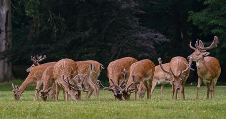 A herd of male fallow deers graze on the meadow. Dama dama. Wildlife scene with a group of fallow deers. 