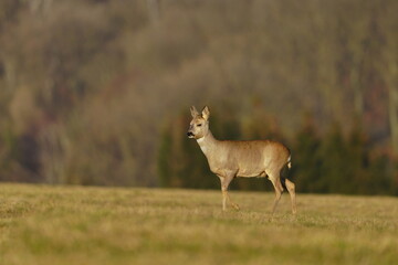 A roe deer graze on the meadow. Wildlife scene with a roe. Capreolus capreolus