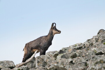 Obraz premium A chamois stands on the stone hill. Wildlife scene with a chamois. Rupicapra rupicapra 