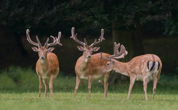 A herd of male fallow deers graze on the meadow. Dama dama . Three fallow deer in the nature habitat. 