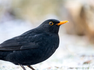 Amsel (Turdus merula)