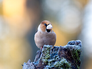 Kernbeißer (Coccothraustes coccothraustes)