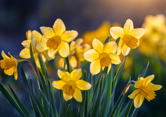 Obraz premium Yellow daffodils in full bloom with a blurred floral background in soft sunlight. High quality photo