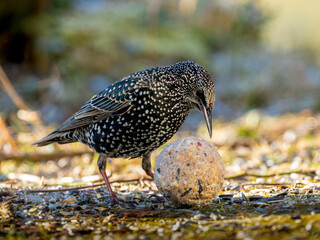 Star (Sturnus vulgaris)