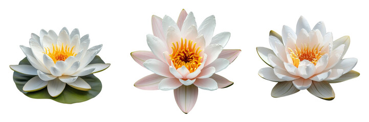 Beautiful white water lilies bloom in a serene pond reflecting natural light during midday