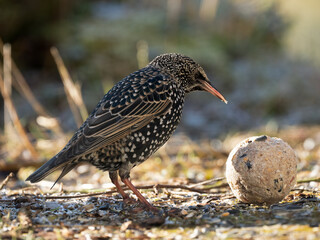 Star (Sturnus vulgaris)