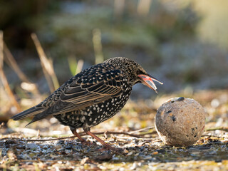 Star (Sturnus vulgaris)