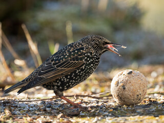 Star (Sturnus vulgaris)