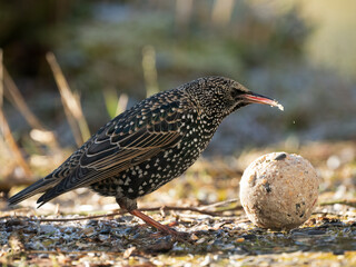 Star (Sturnus vulgaris)