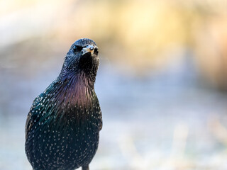 Star (Sturnus vulgaris)