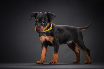 A Miniature Pinscher puppy with a long natural tail. black and tan color.