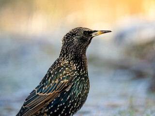 Star (Sturnus vulgaris)
