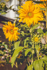 Vibrant sunflowers basking in warm sunlight, showcasing their golden petals and green leaves, set against a backdrop of soft greenery for a natural and cheerful composition
