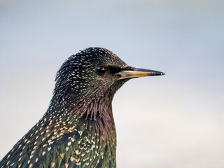 Star (Sturnus vulgaris)