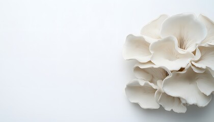 Delicate White Oyster Mushrooms on White Background