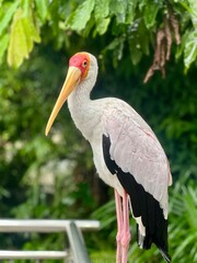 yellow billed stork