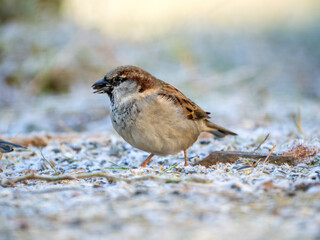 Haussperling (Passer domesticus)