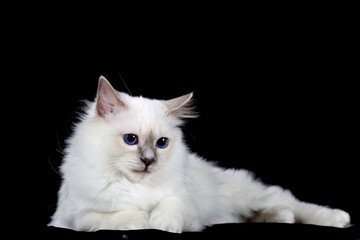 Fototapeta premium Cute birman cat on a black background
