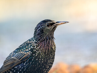 Star (Sturnus vulgaris)