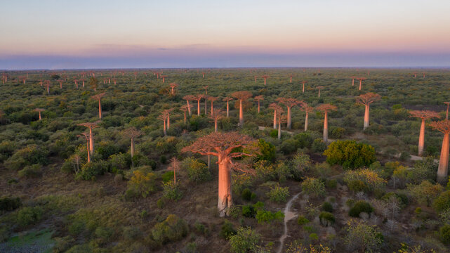Aerial view of baobab trees in a serene landscape at sunset, Bemanonga, Madagascar.