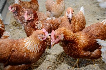 a group of Rhode Island Red chickens in a barn