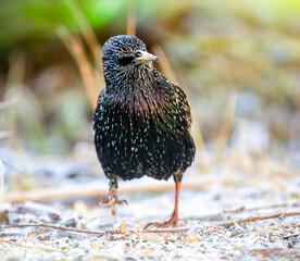Star (Sturnus vulgaris)