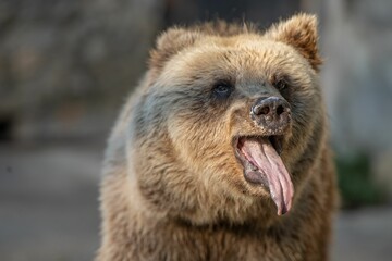 Fototapeta premium Close-up of a yawning brown bear in nature.