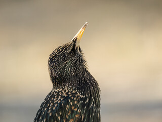 Star (Sturnus vulgaris)