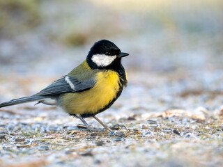 Kohlmeise (Parus major)