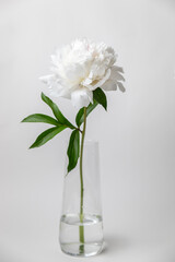 close up of white peony, Festiva Maxima peony, Couronne d'Or peony, white peony with pink center, white flower macro