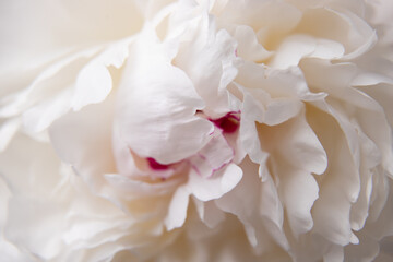 close up of white peony, Festiva Maxima peony, Couronne d'Or peony, white peony with pink center, white flower macro